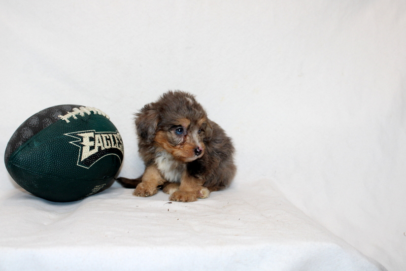 puppy, for, sale, Mini Bernedoodle F2, Matthew B. Stoltzfus, dog, breeder, Gap, PA, dog-breeder, puppy-for-sale, forsale, nearby, find, puppyfind, locator, puppylocator, aca